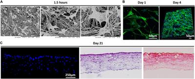 A Developmental Engineering-Based Approach to Bone Repair: Endochondral Priming Enhances Vascularization and New Bone Formation in a Critical Size Defect